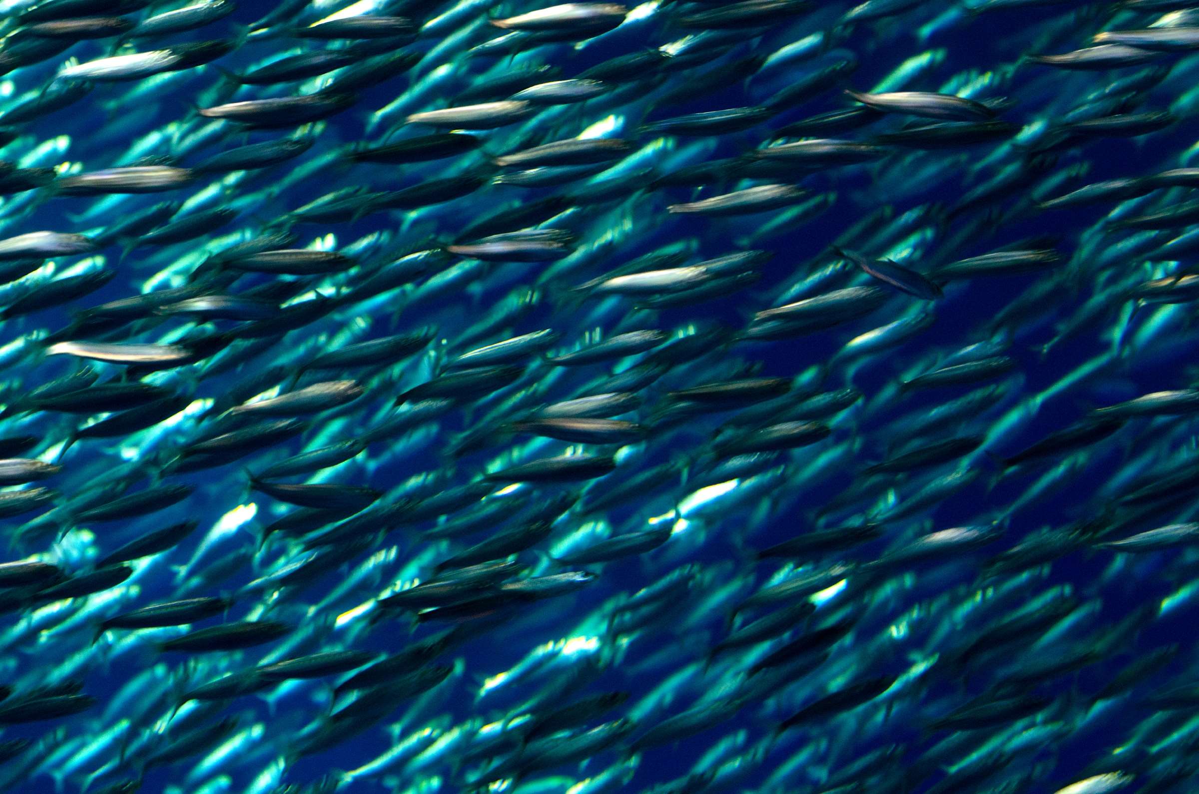 Pacific sardines | Wallpapers | Monterey Bay Aquarium