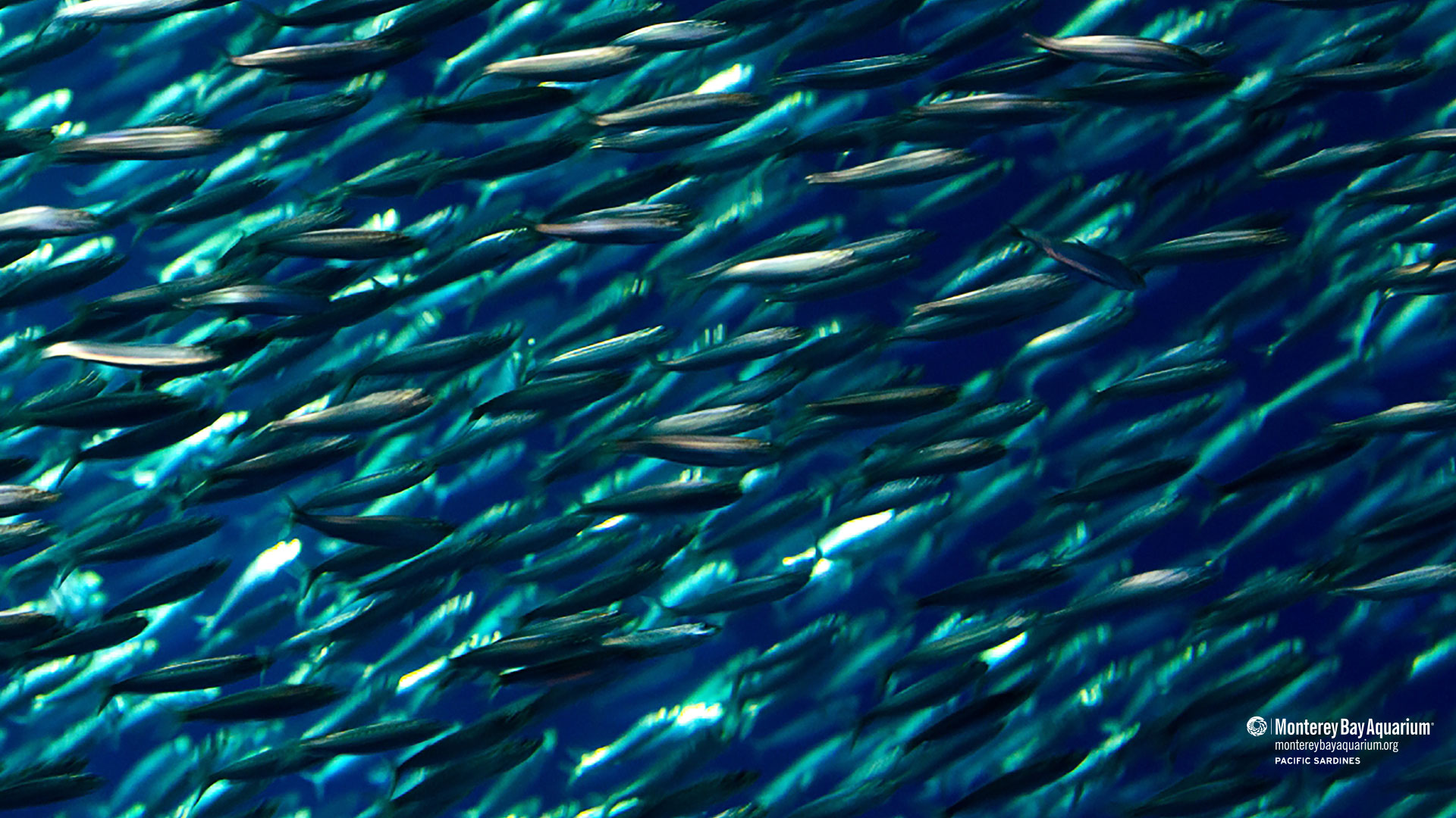 Pacific sardines Wallpapers Monterey Bay Aquarium