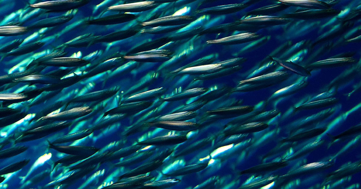 Pacific sardines | Wallpapers | Monterey Bay Aquarium