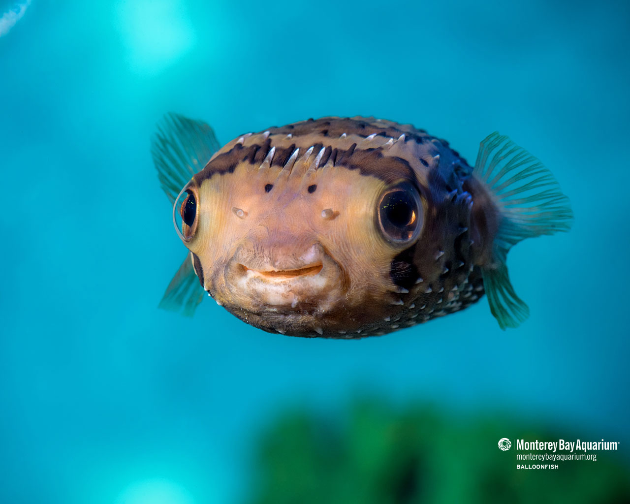 Longspined Porcupinefish Wallpapers Monterey Bay Aquarium