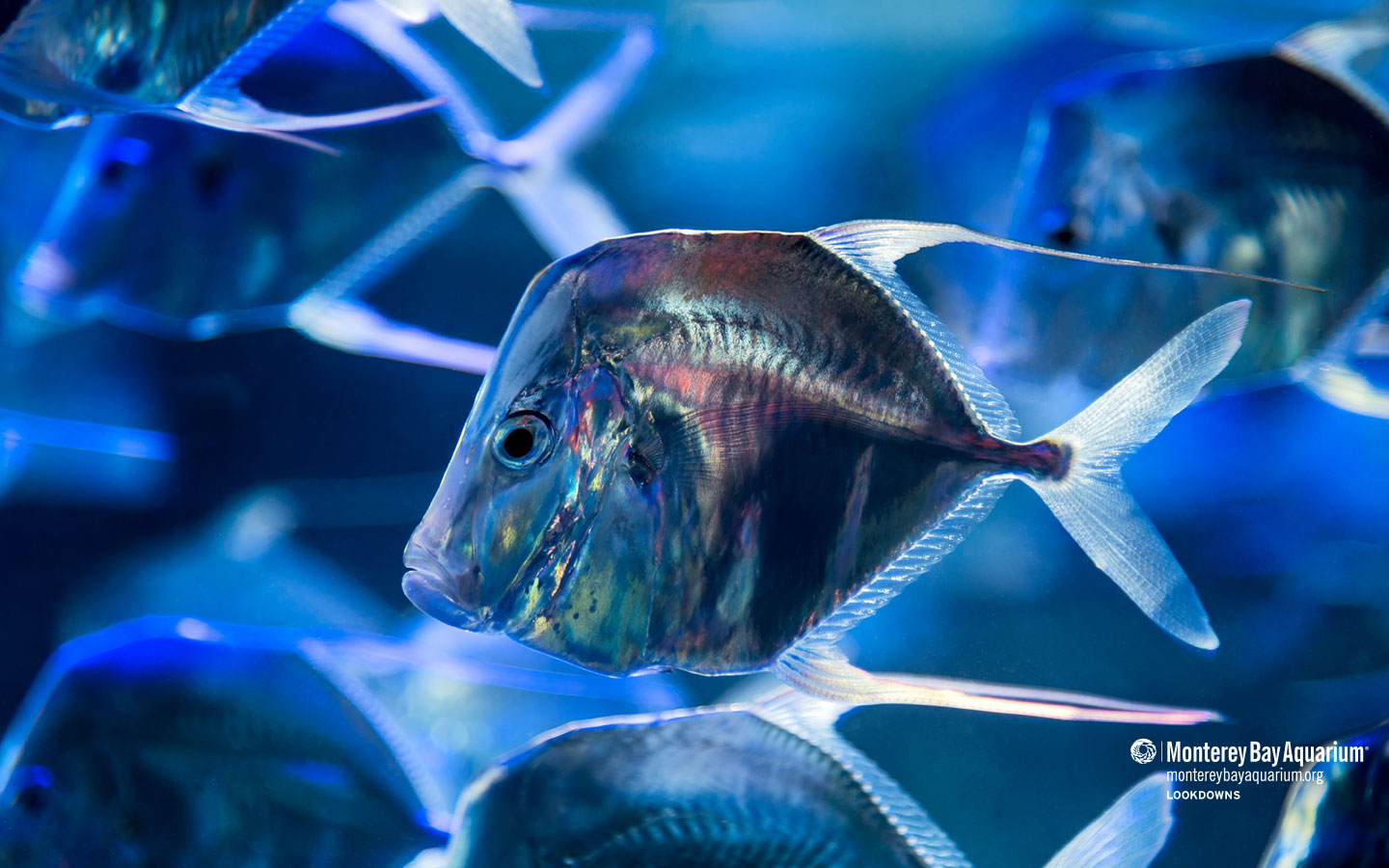 Lookdowns | Wallpapers | Monterey Bay Aquarium Lookdowns | Wallpapers | Monterey Bay Aquarium
