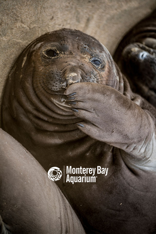 Northern elephant seal | | Wallpapers | Monterey Bay Aquarium