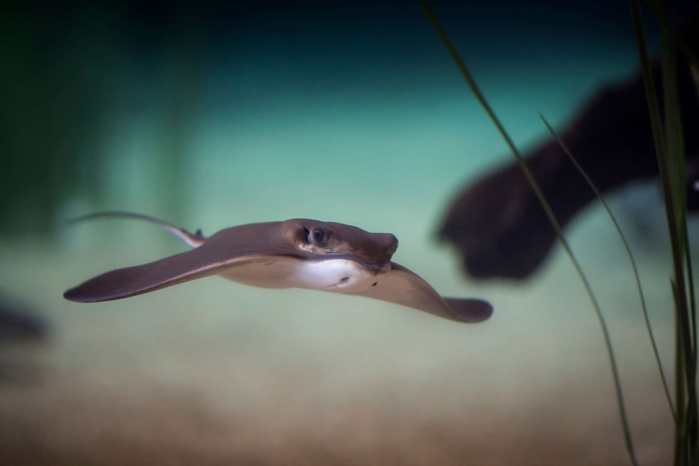 Bat ray wallpaper from the Monterey Bay Aquarium