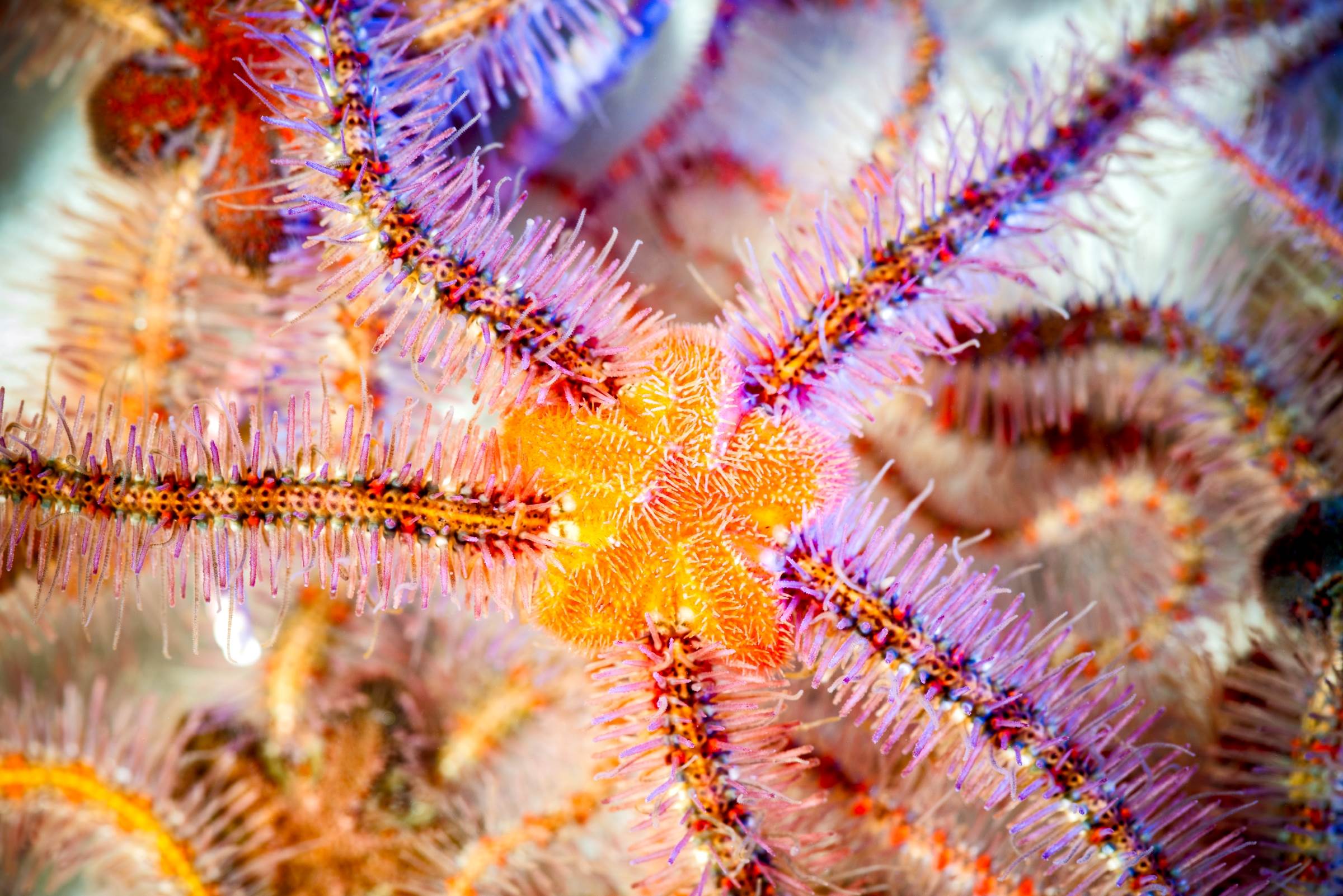 Spiny brittle star Wallpapers Monterey Bay Aquarium