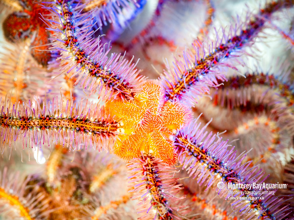 Spiny brittle star Wallpapers Monterey Bay Aquarium