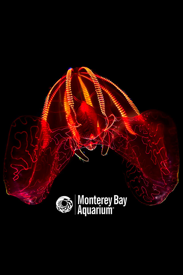 Bloodybelly comb jelly Wallpapers Monterey Bay Aquarium