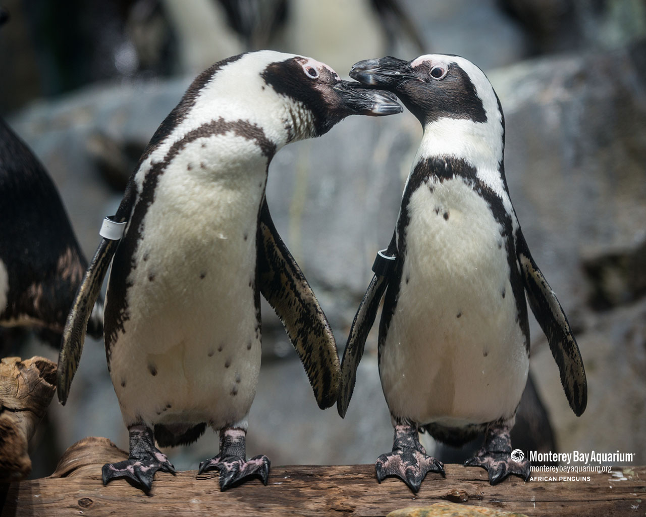 African penguin wallpaper from the Monterey Bay Aquarium