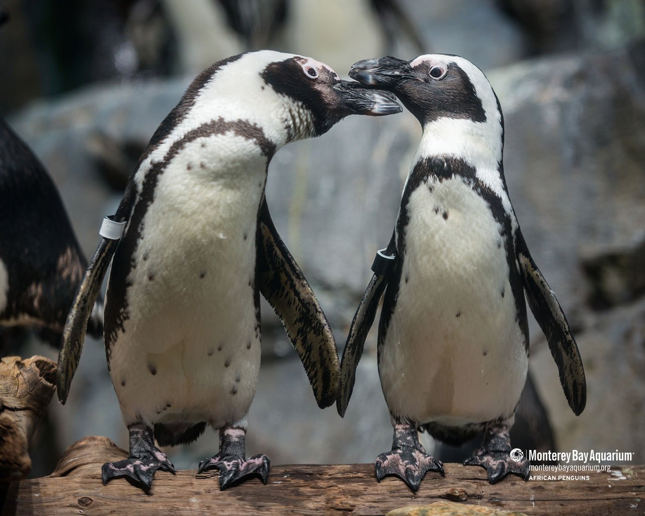 African penguin wallpaper from the Monterey Bay Aquarium African penguin wallpaper from the Monterey Bay Aquarium