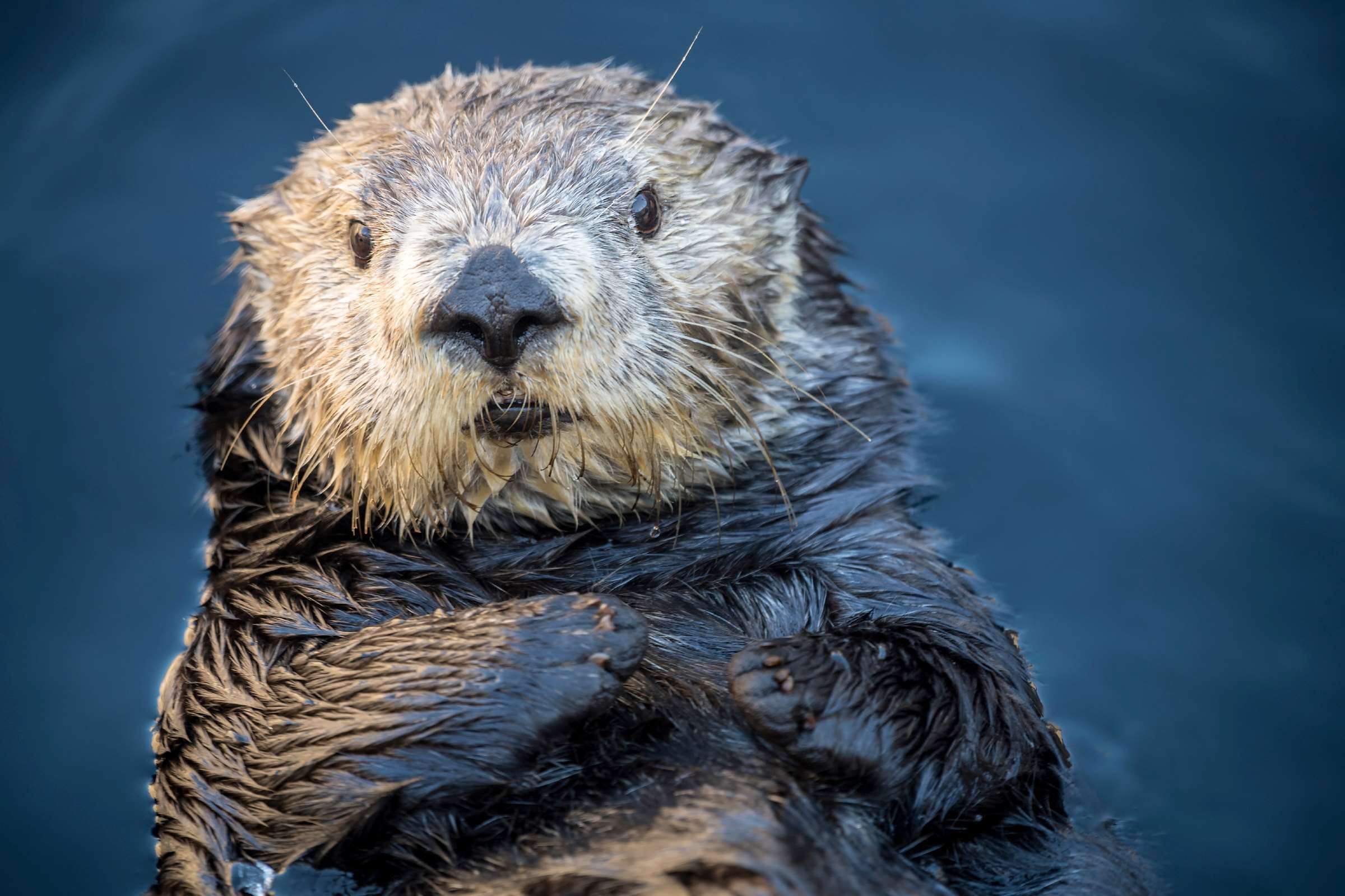 The Amazing Diet Of The Southern Sea Otter - vvk4fso