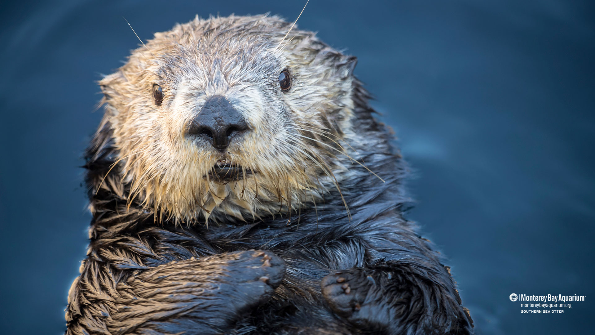 Southern sea otter | Wallpapers | Monterey Bay Aquarium