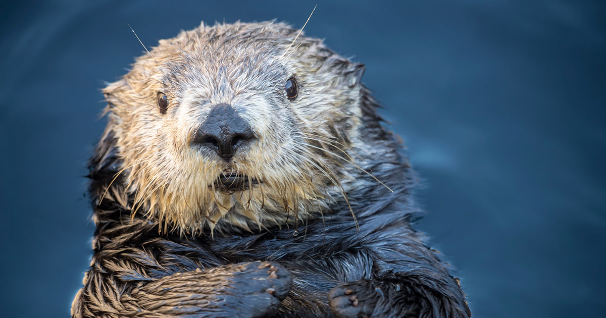 Southern sea otter | Wallpapers | Monterey Bay Aquarium