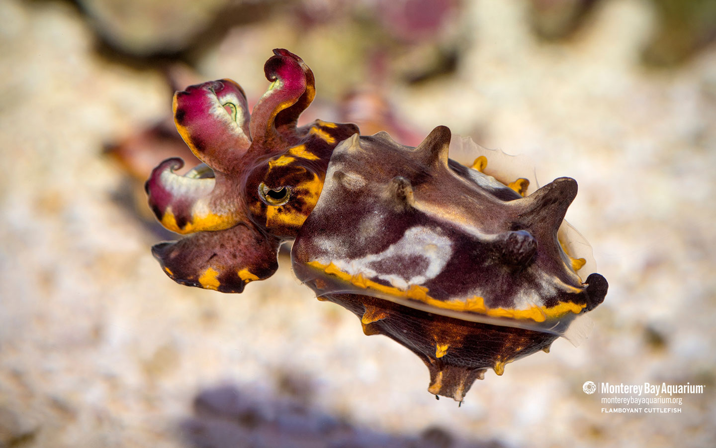 Flamboyant cuttlefish | Wallpapers | Monterey Bay Aquarium