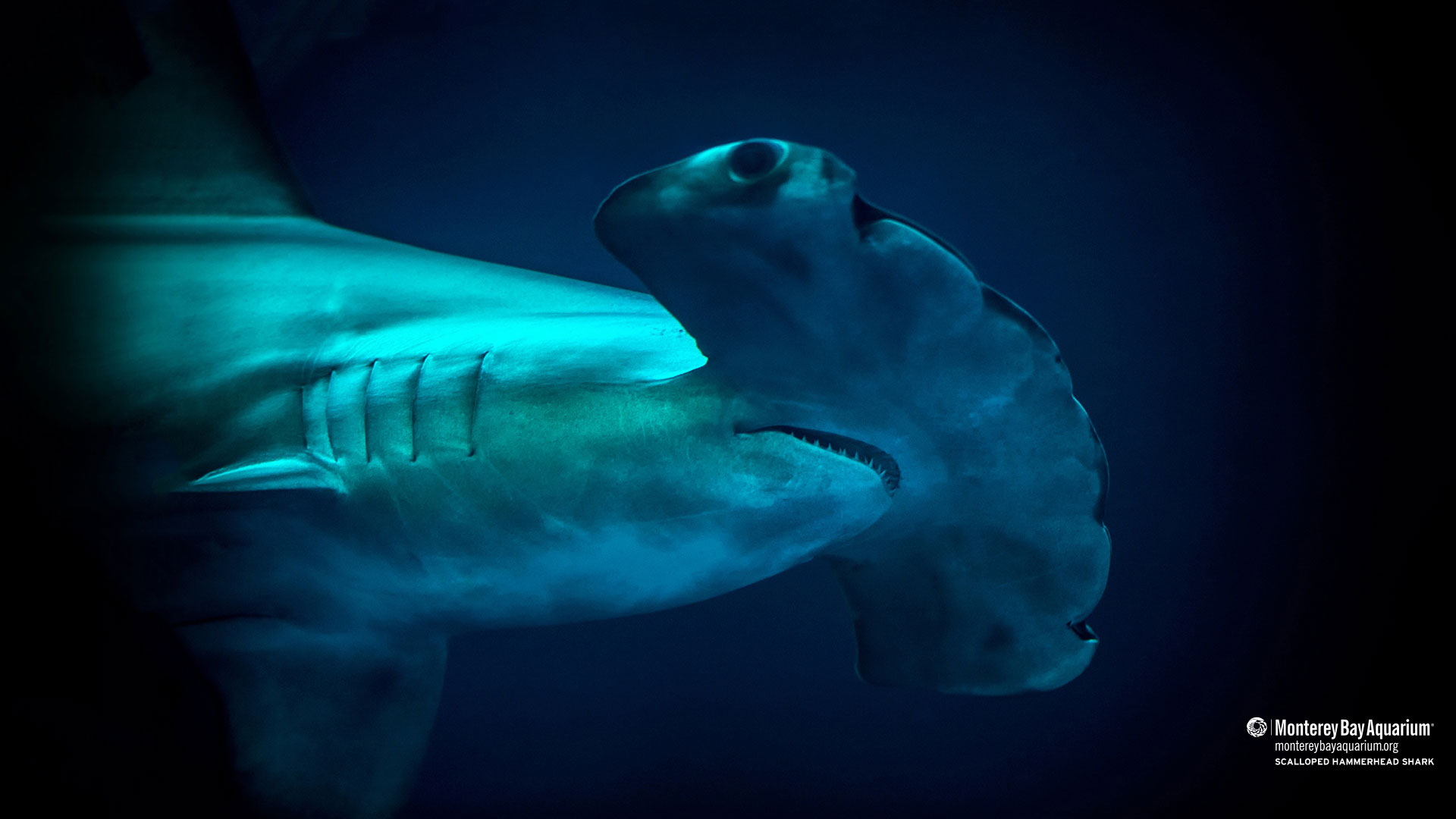 The hammerhead shark HD wallpapers  Pxfuel