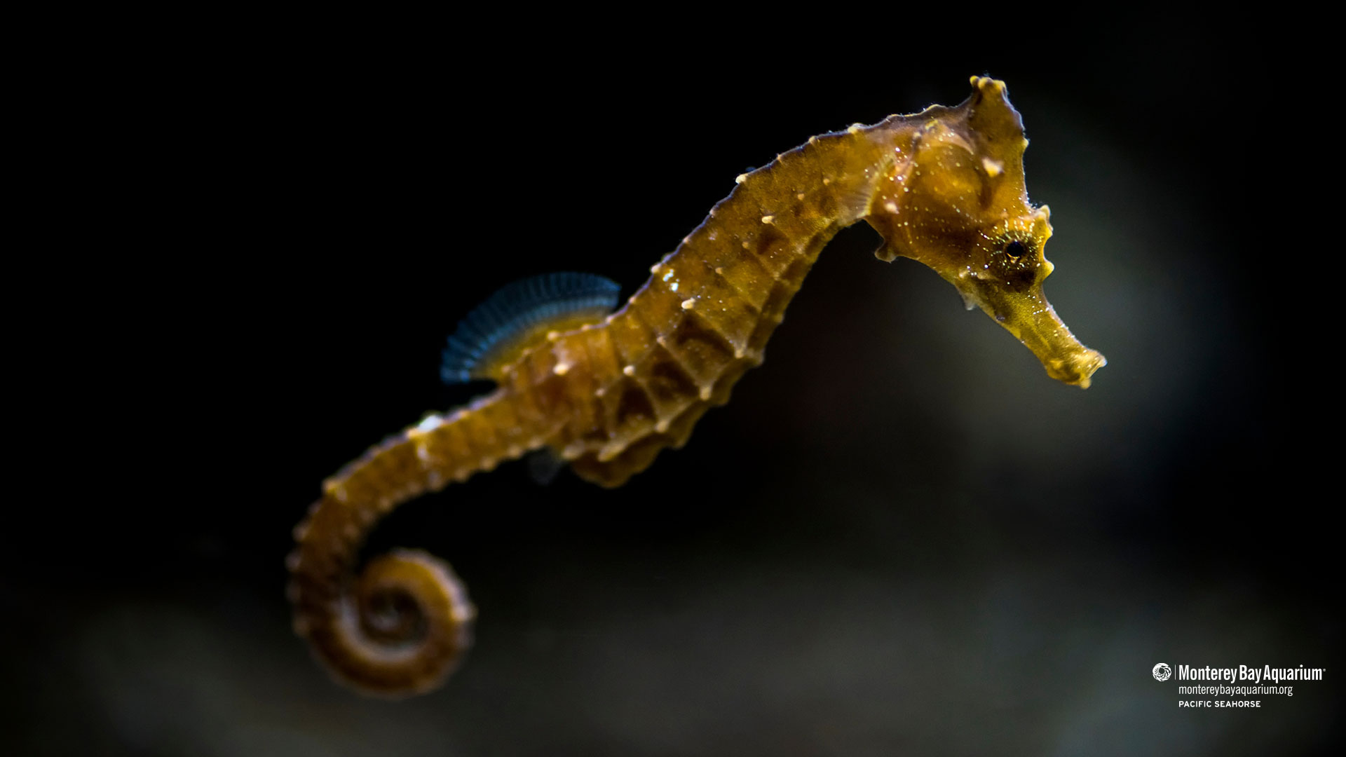 Share more than 61 seahorse wallpaper - in.cdgdbentre