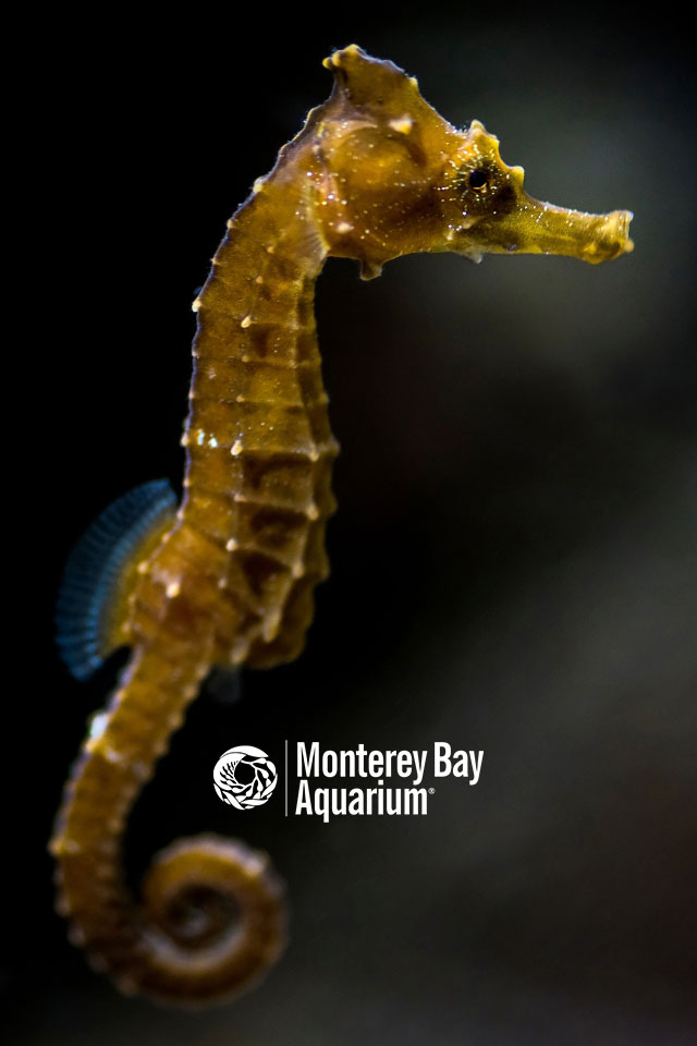 Pacific seahorse Wallpapers Monterey Bay Aquarium