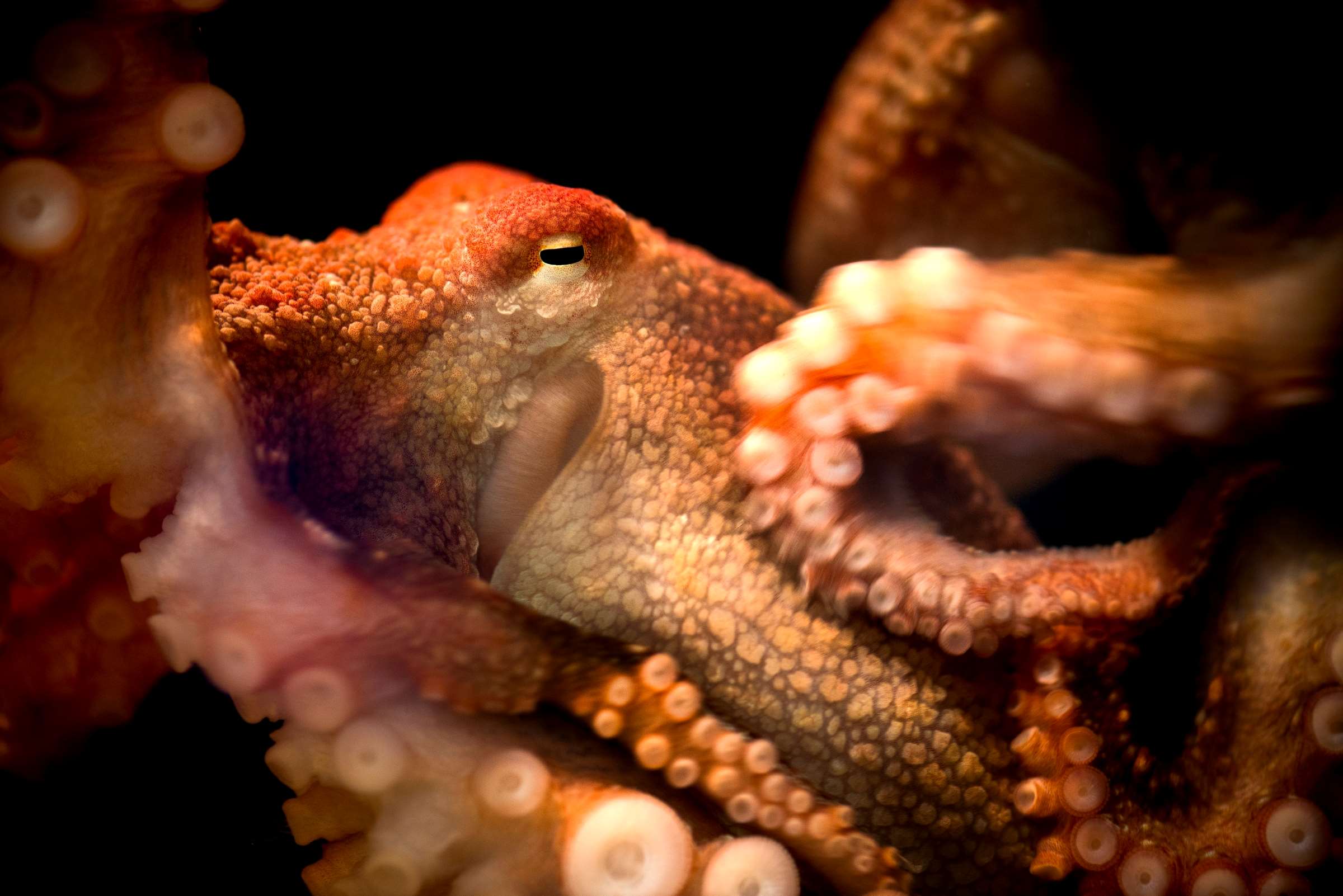 Red octopus | Wallpapers | Monterey Bay Aquarium