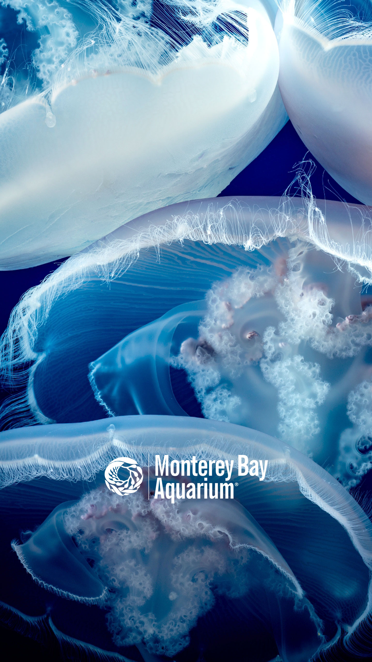 Moon jellies Wallpapers Monterey Bay Aquarium