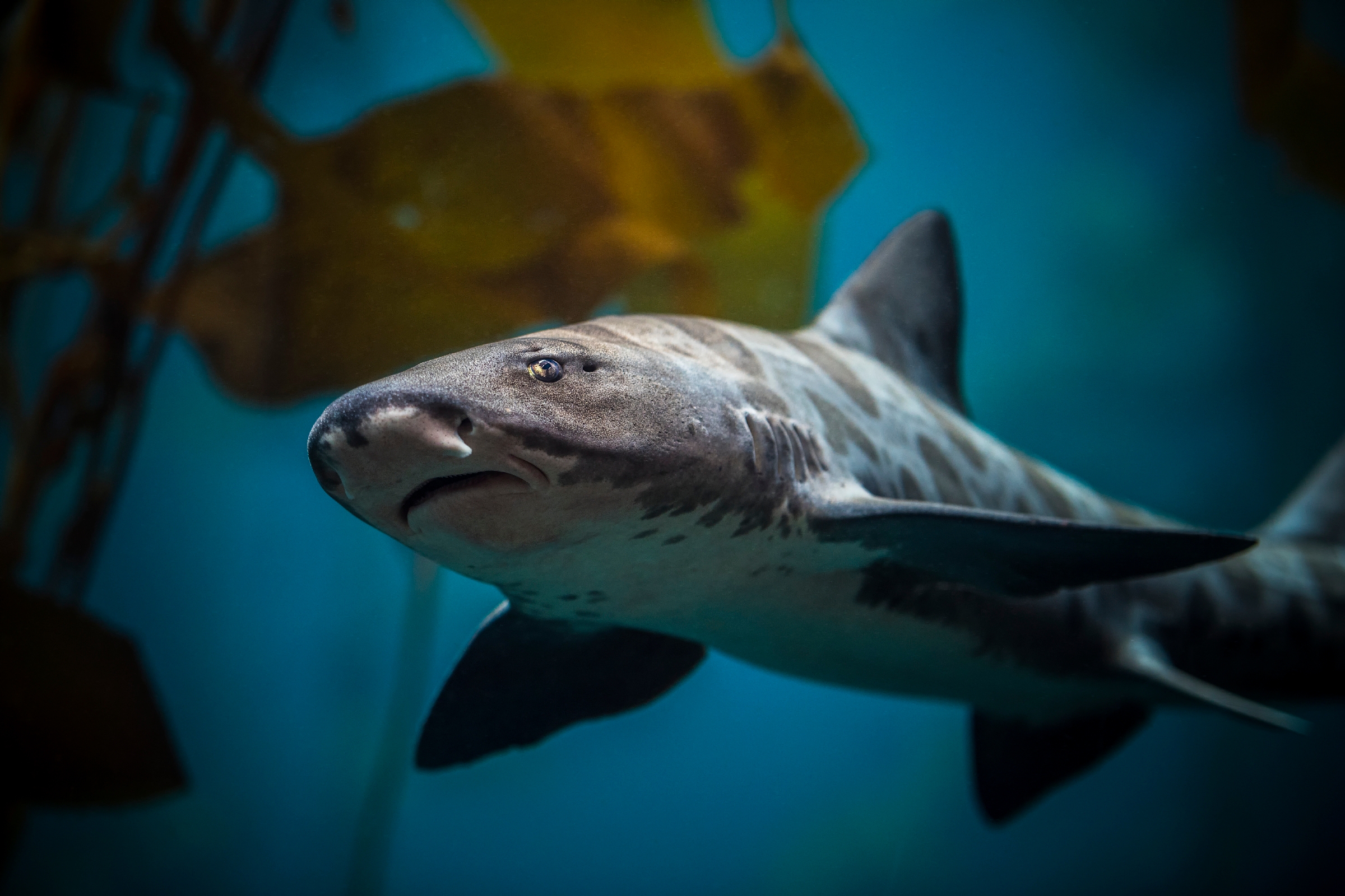 virtual aquarium shark virtual aquarium shark