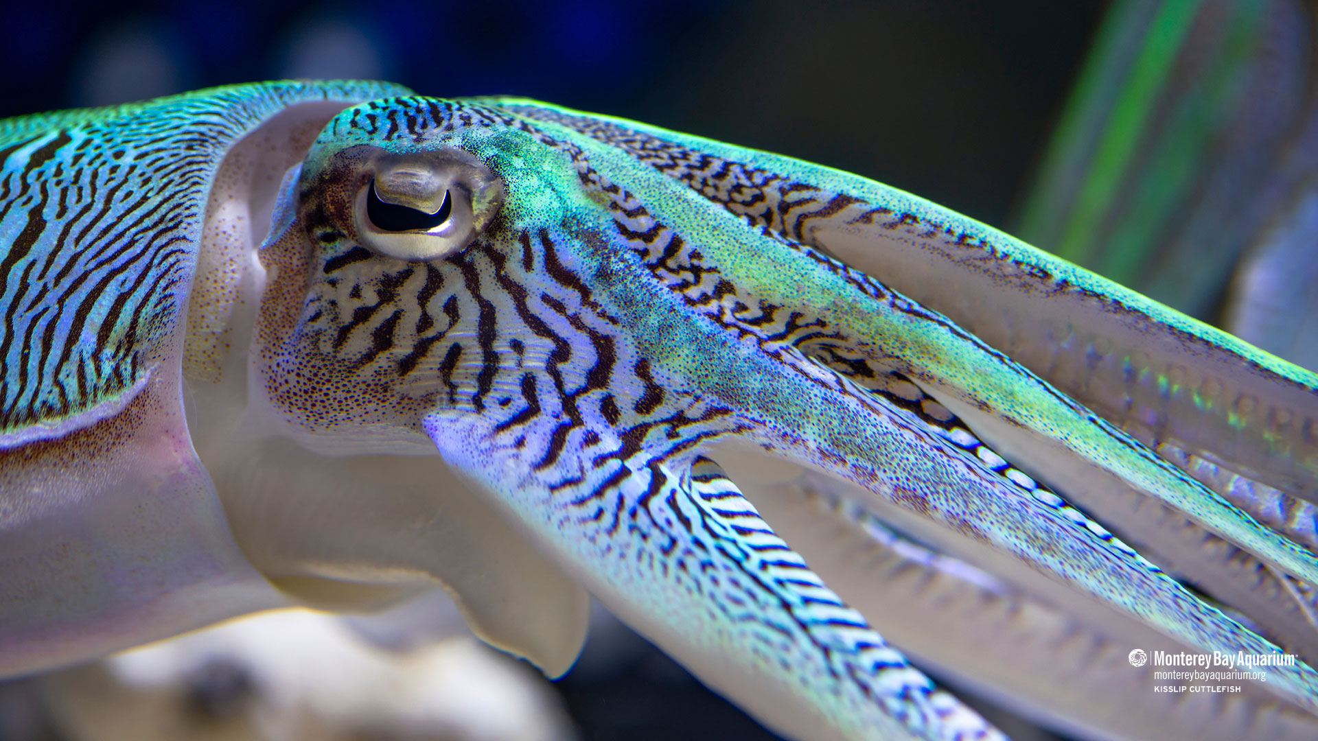 Cuttlefish Pictures | Download Free Images on Unsplash