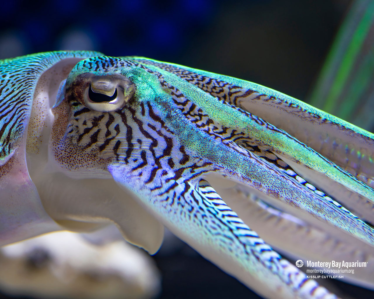 Kisslip cuttlefish | Wallpapers | Monterey Bay Aquarium