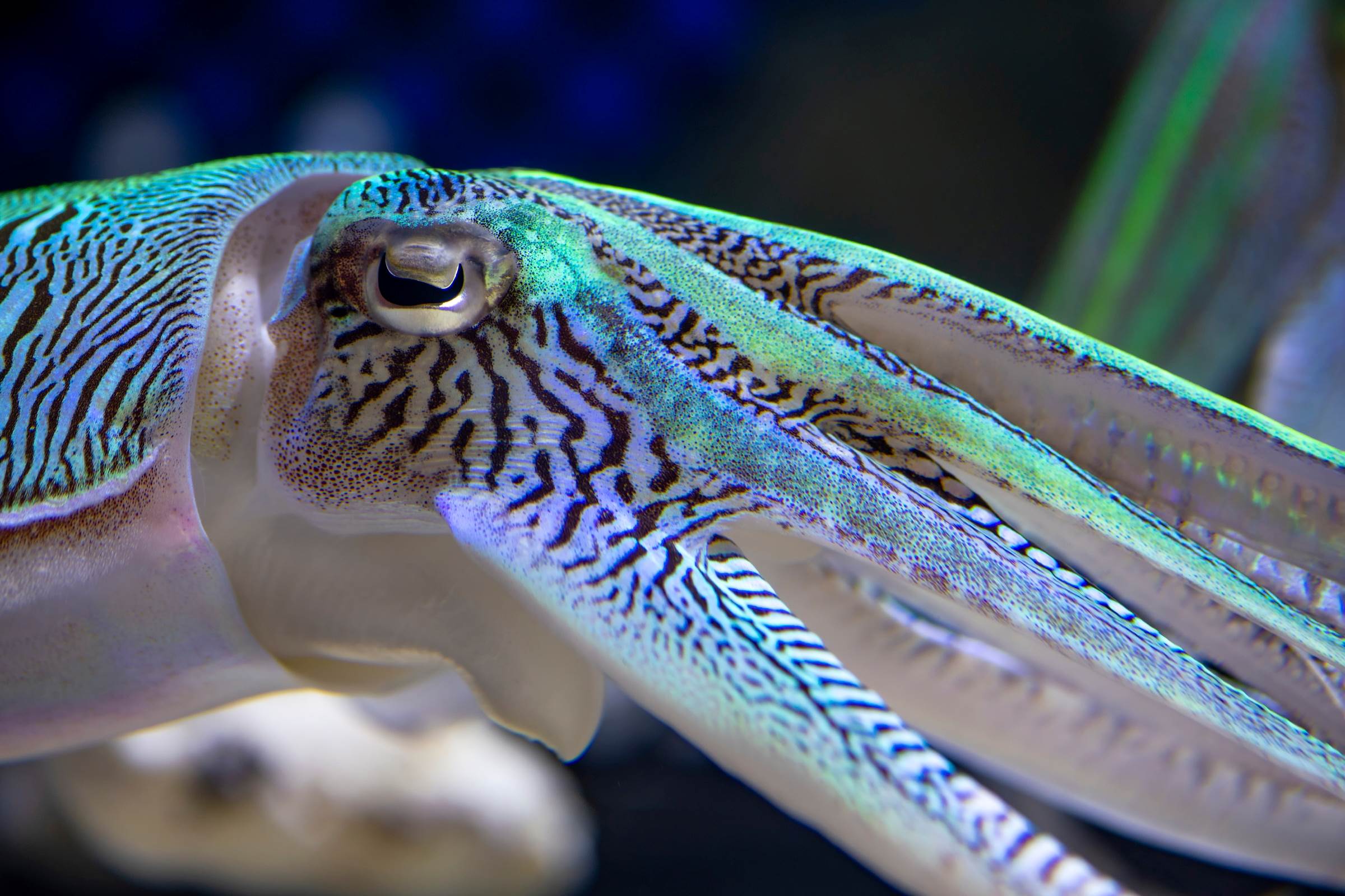 Kisslip cuttlefish Wallpapers Monterey Bay Aquarium