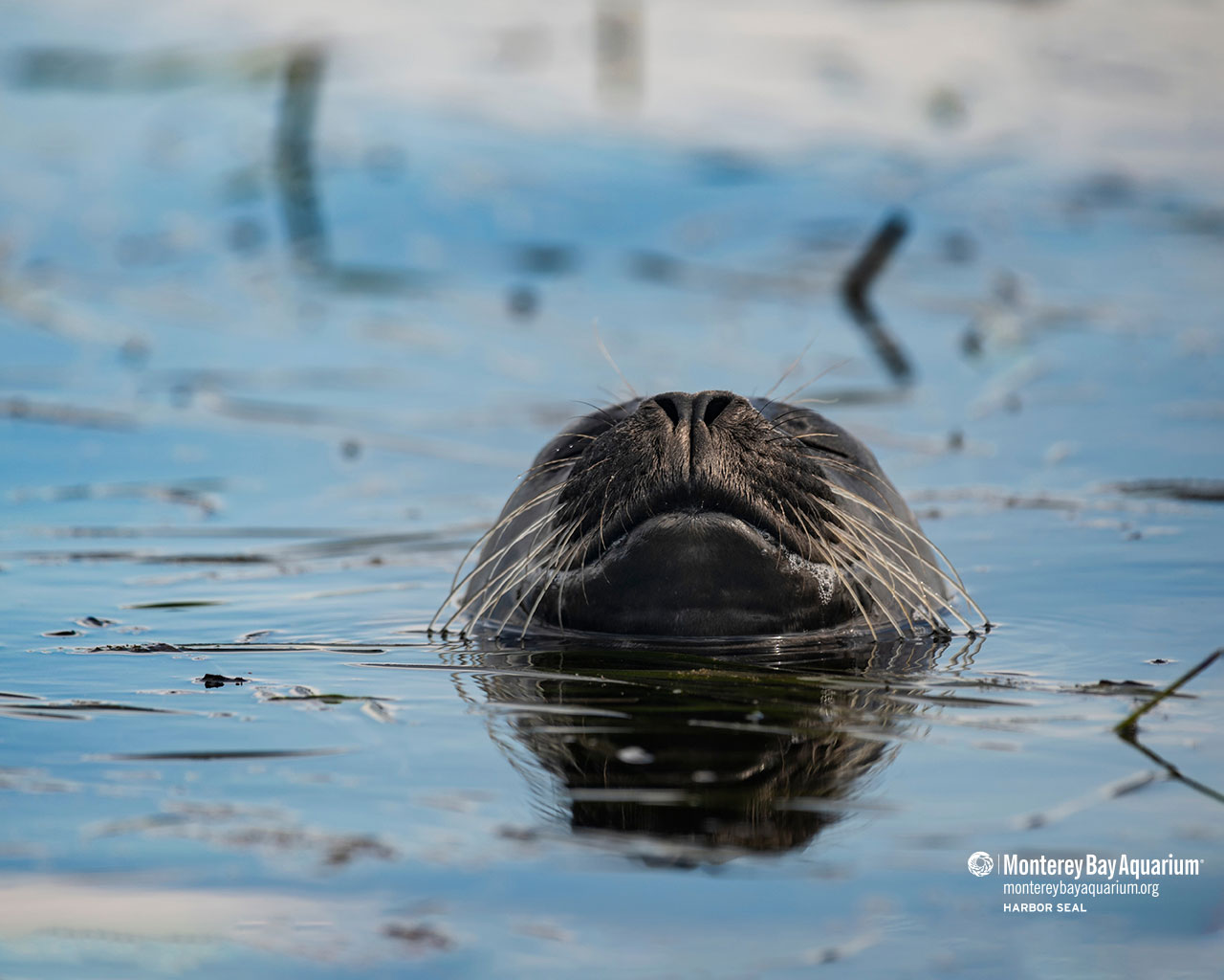 Harbor seal | Wallpapers | Monterey Bay Aquarium