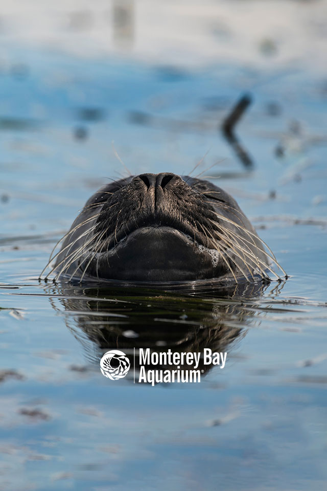 Harbor seal | Wallpapers | Monterey Bay Aquarium Harbor seal | Wallpapers | Monterey Bay Aquarium