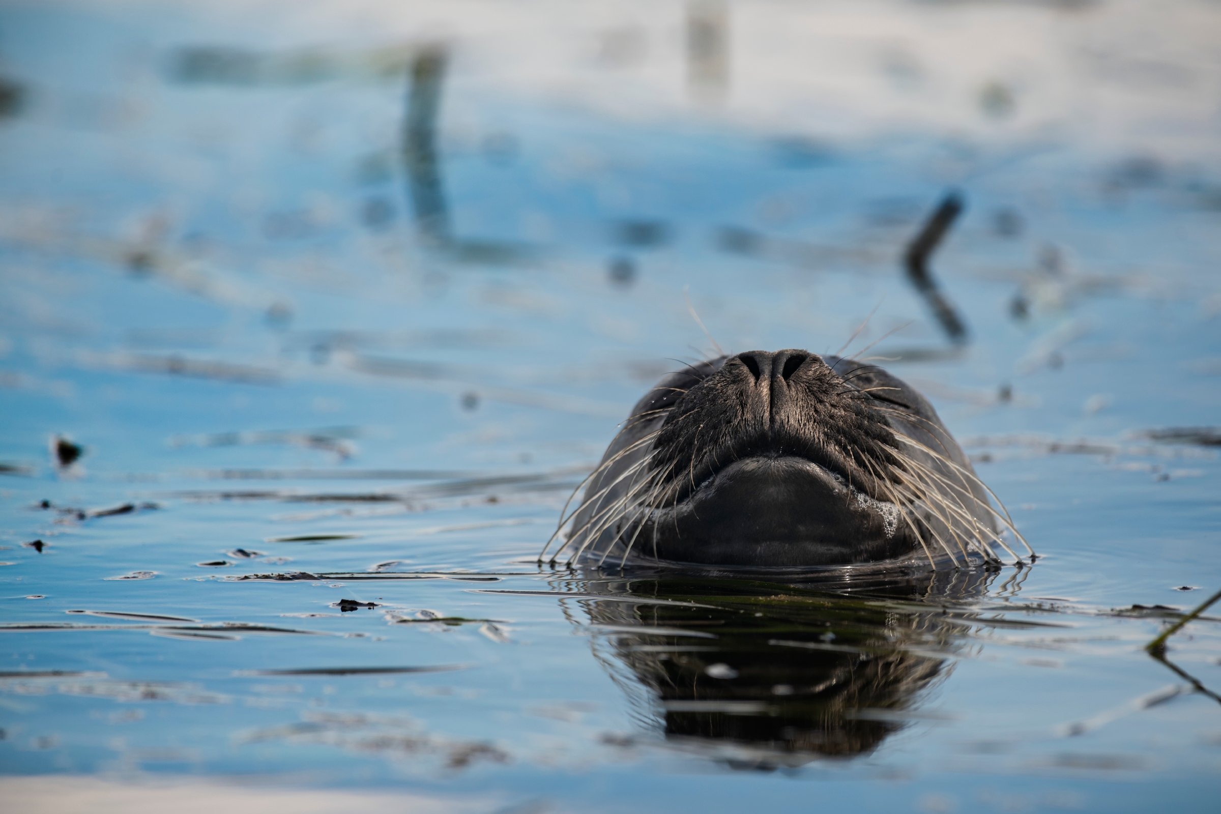 Harbor seal | Wallpapers | Monterey Bay Aquarium