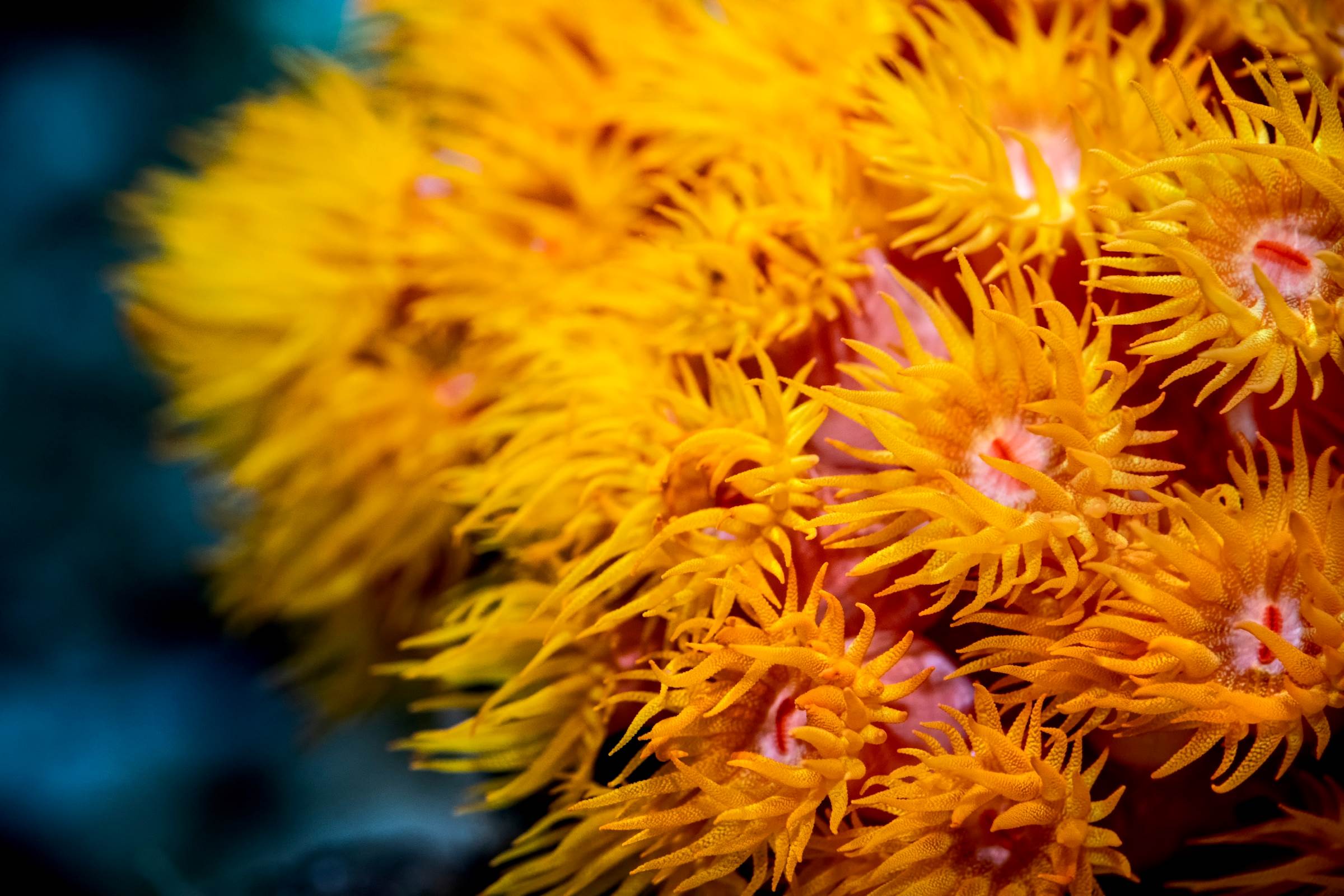 Orange sun coral Wallpapers Monterey Bay Aquarium