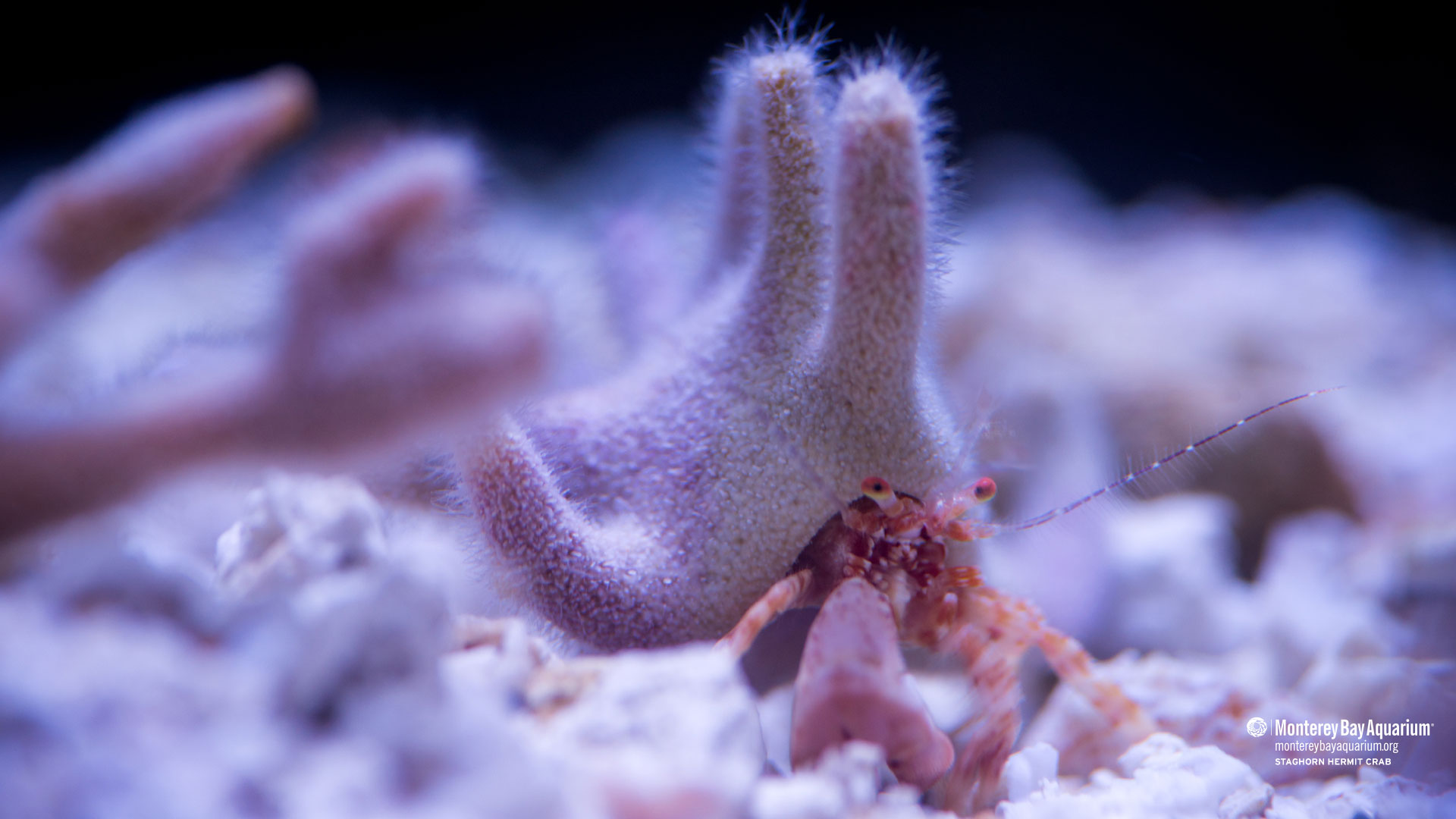 Staghorn Hermit Crab Wallpapers Monterey Bay Aquarium
