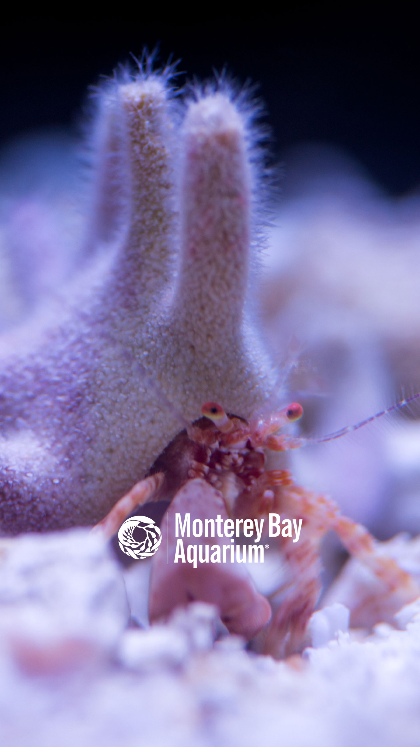 monterey bay aquarium