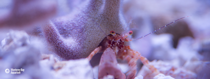 monterey bay aquarium