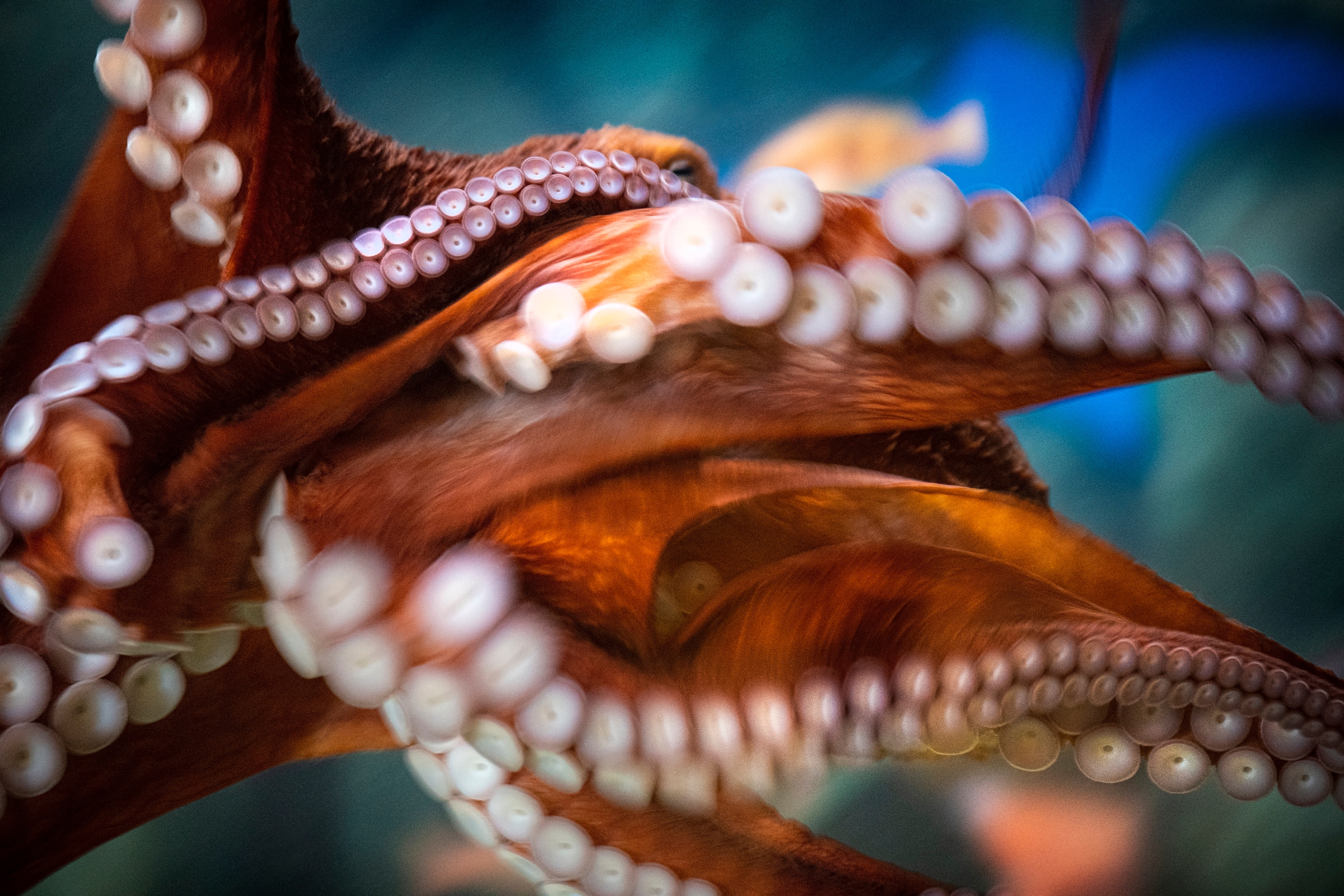 Giant Pacific octopus suckers | Wallpapers | Monterey Bay Aquarium