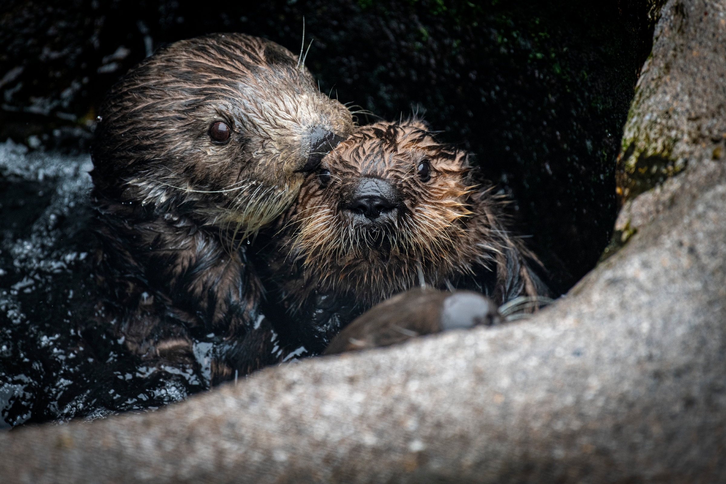 Sea otter surrogate mother and pup wallpaper wallpaper from the