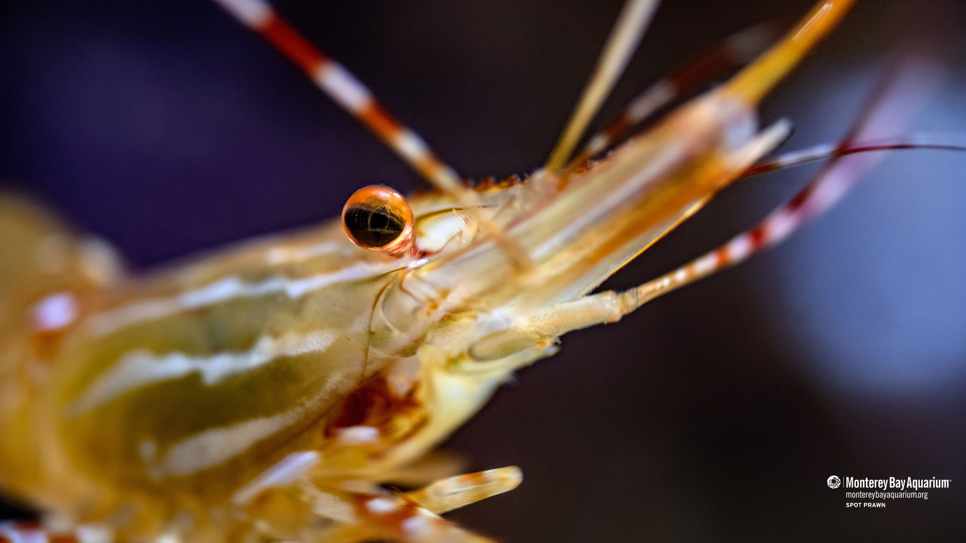 Spot prawn wallpaper from the Monterey Bay Aquarium