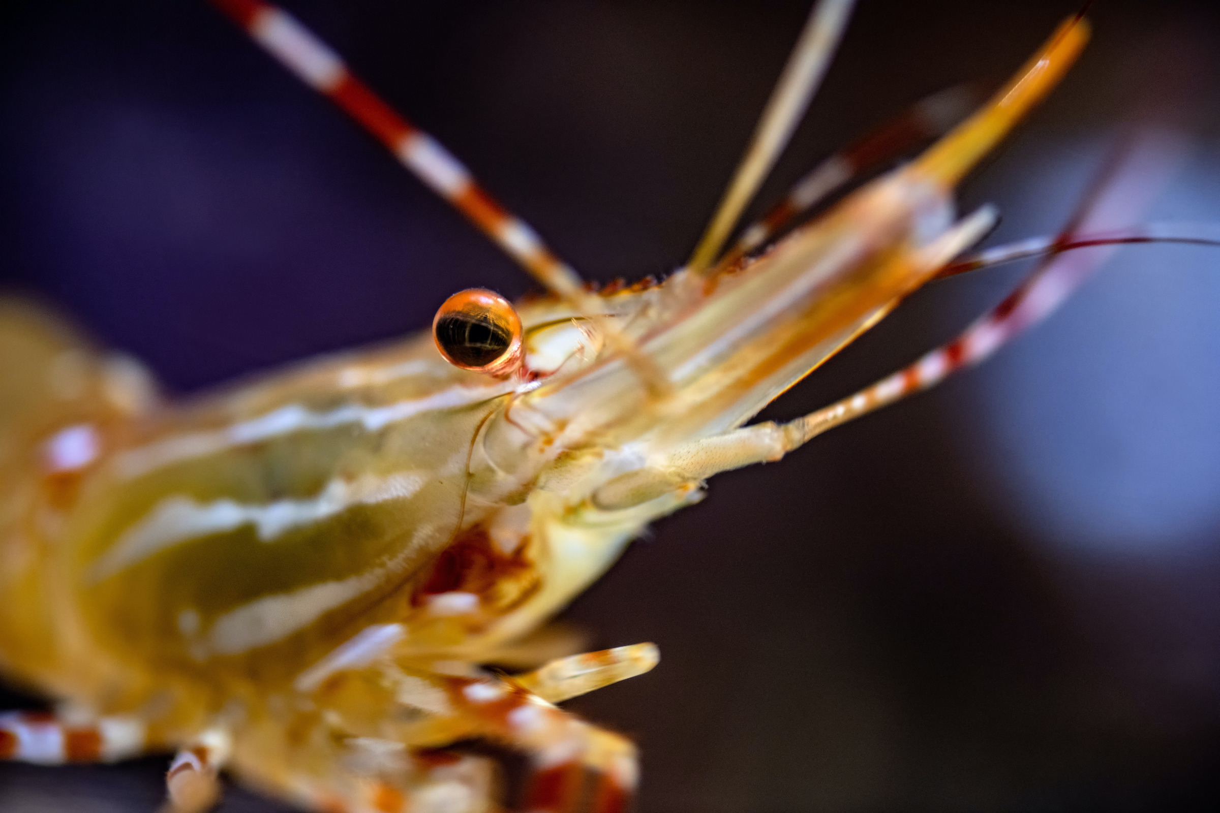 Spot prawn wallpaper from the Monterey Bay Aquarium