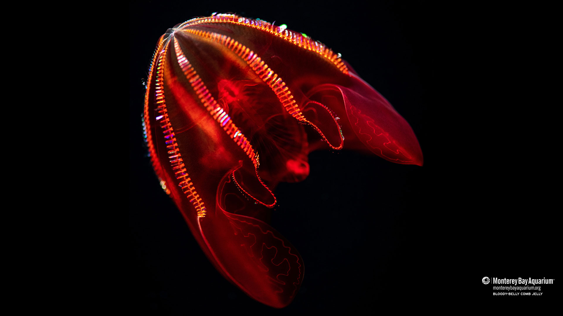 Bloodybelly comb jelly Wallpapers Monterey Bay Aquarium