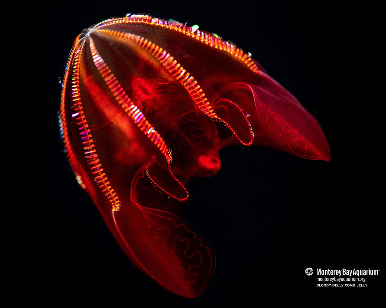 Bloodybelly comb jelly Wallpapers Monterey Bay Aquarium