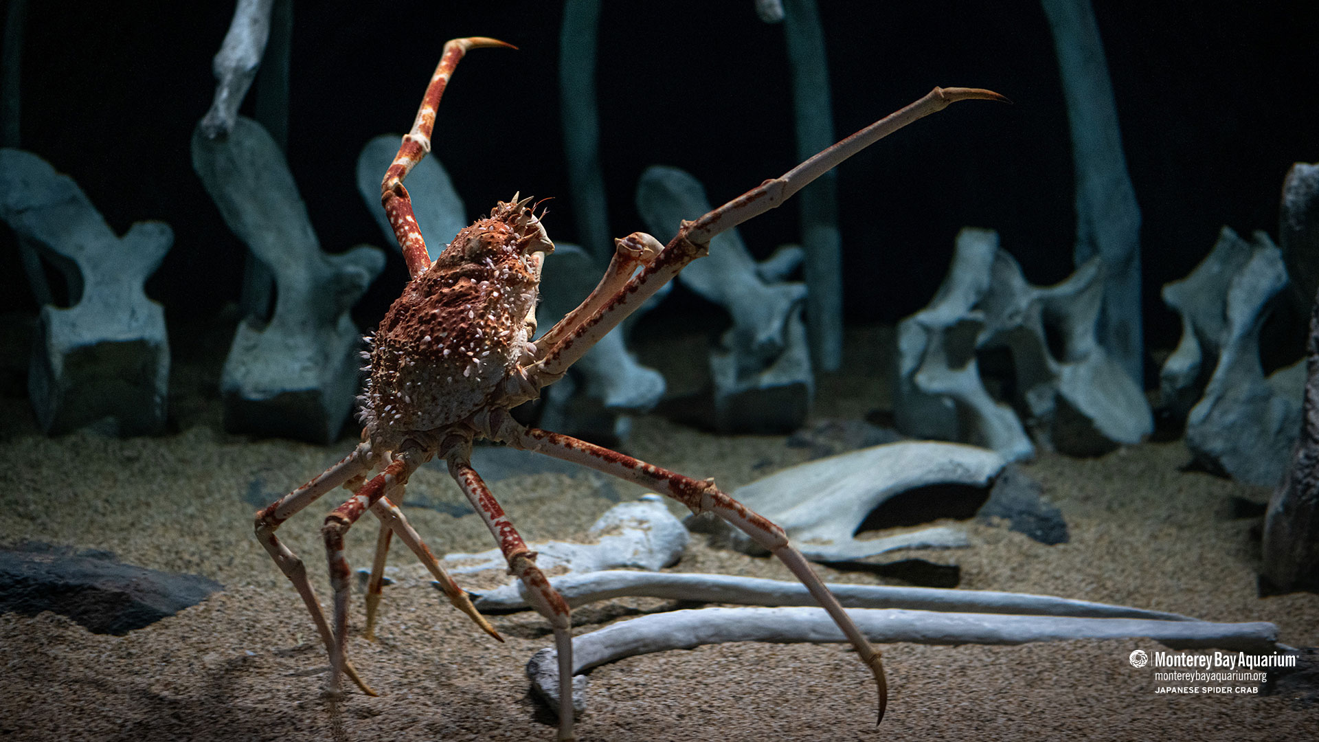Japanese spider crab wallpaper from the Monterey Bay Aquarium
