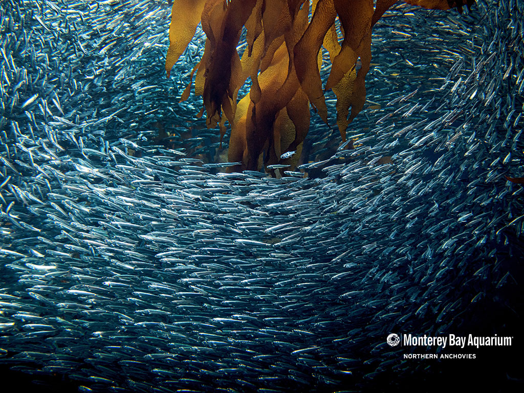 Anchovy school wallpaper from the Monterey Bay Aquarium
