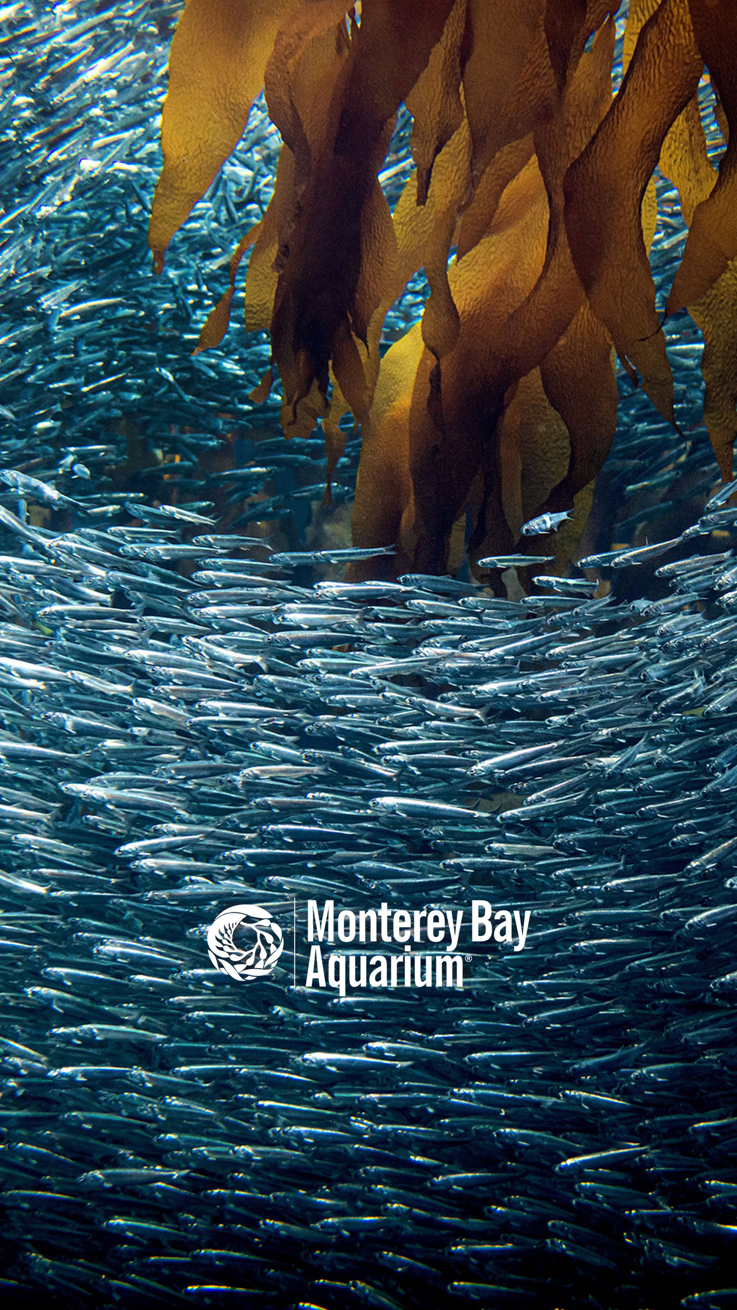 Anchovy school wallpaper from the Monterey Bay Aquarium