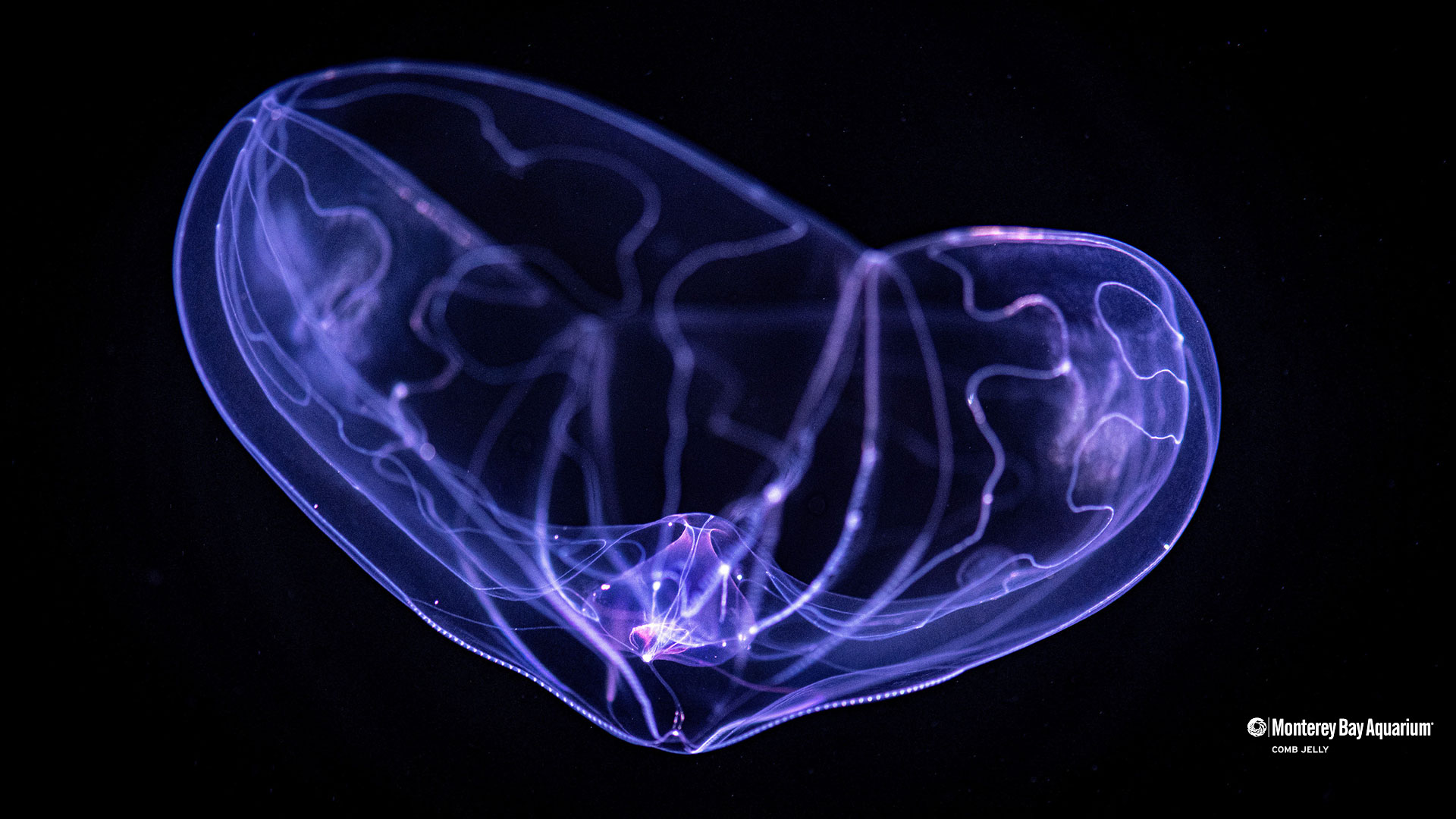Umbrella comb jelly wallpaper from the Monterey Bay Aquarium