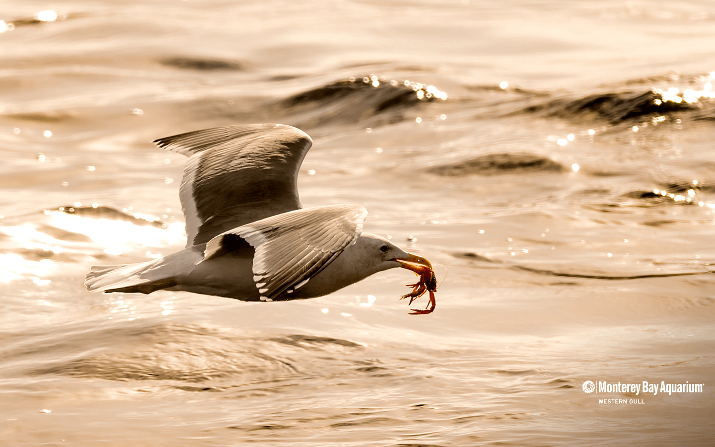 Western gull wallpaper from the Monterey Bay Aquarium