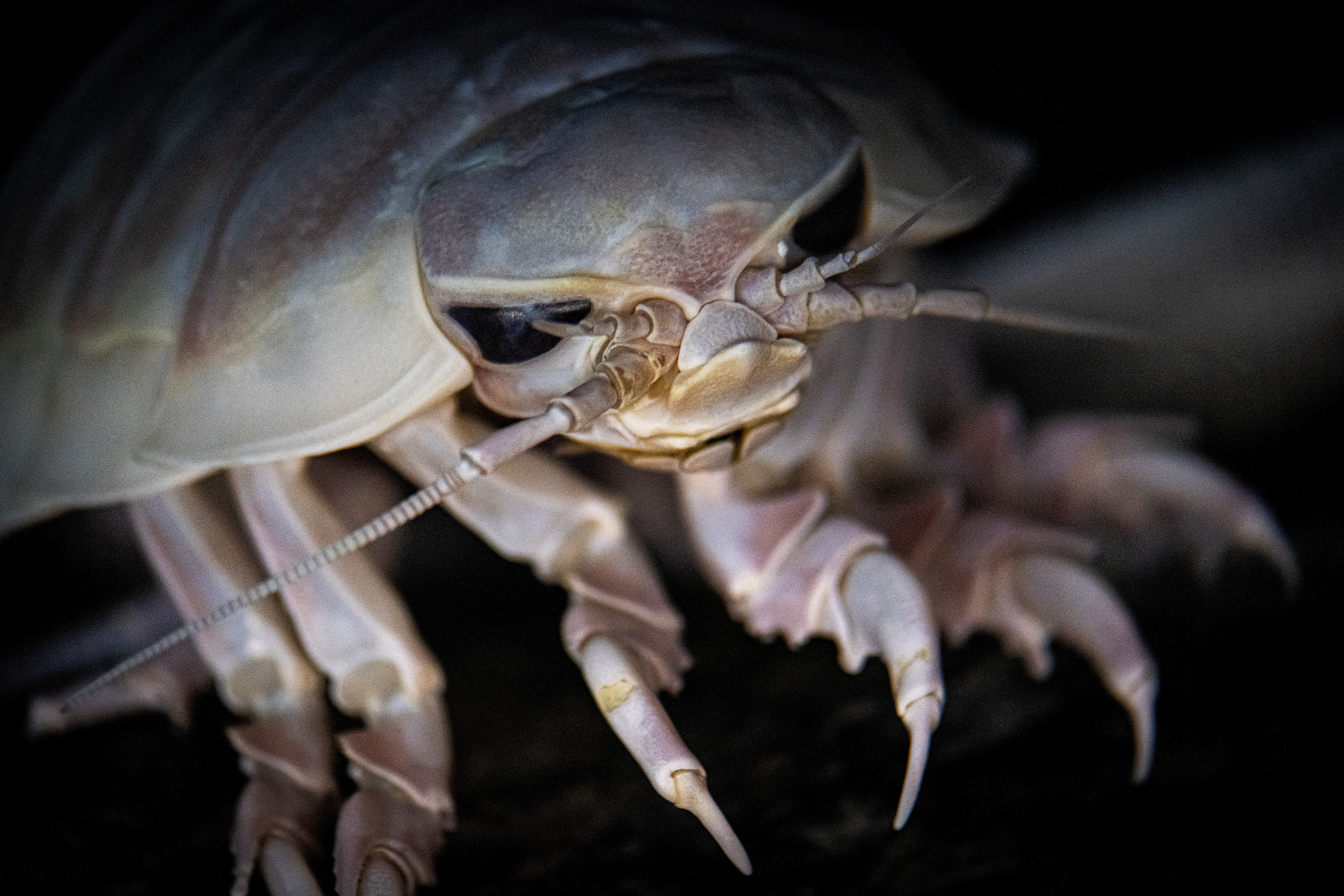 Giant isopod wallpaper from the Monterey Bay Aquarium