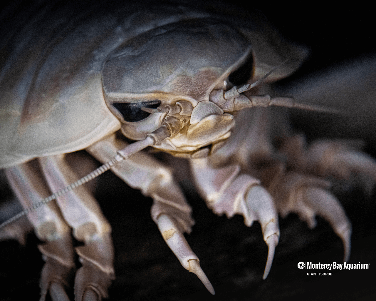 Giant isopod wallpaper from the Monterey Bay Aquarium