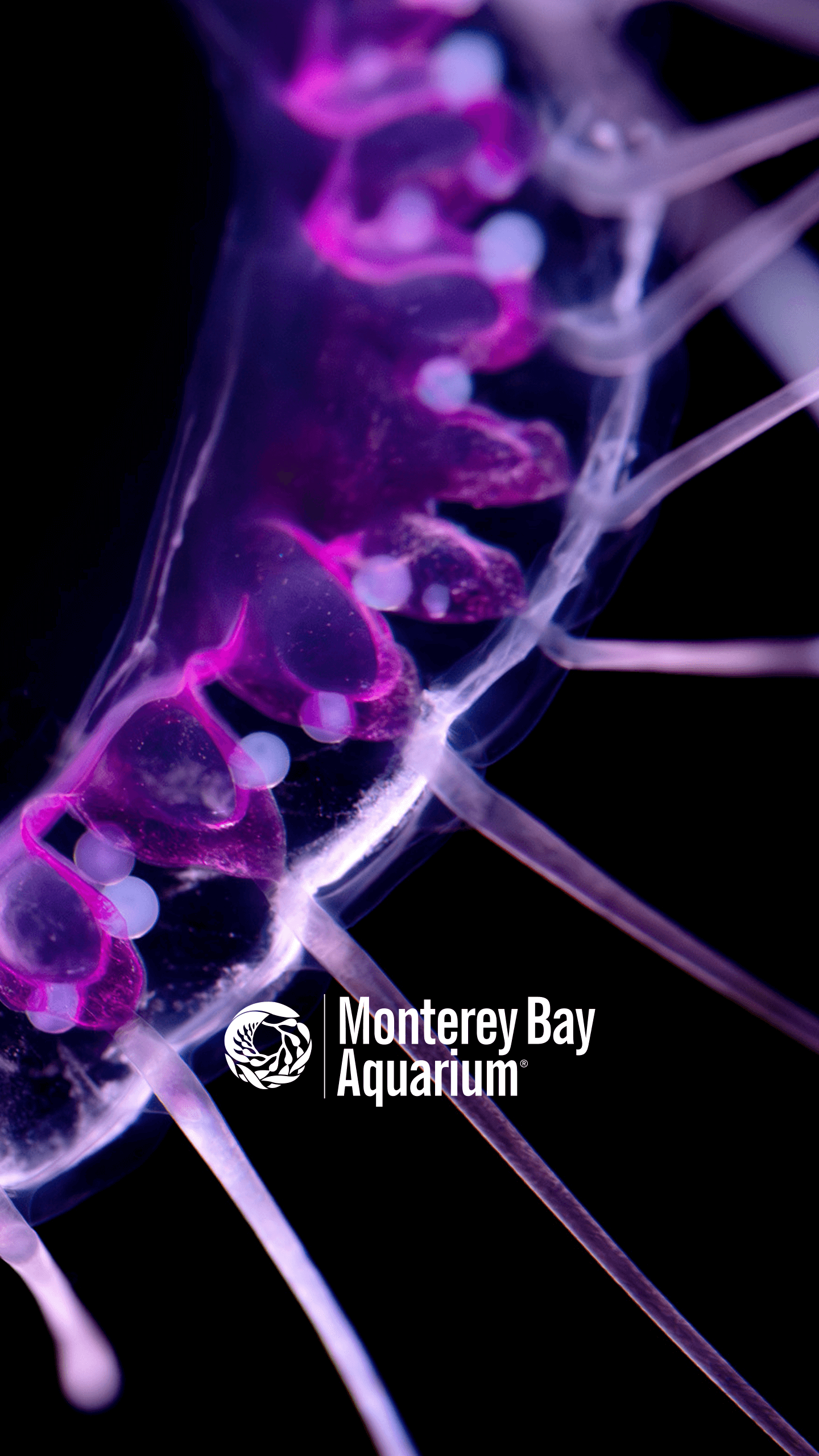 Dinner plate jelly wallpaper from the Monterey Bay Aquarium