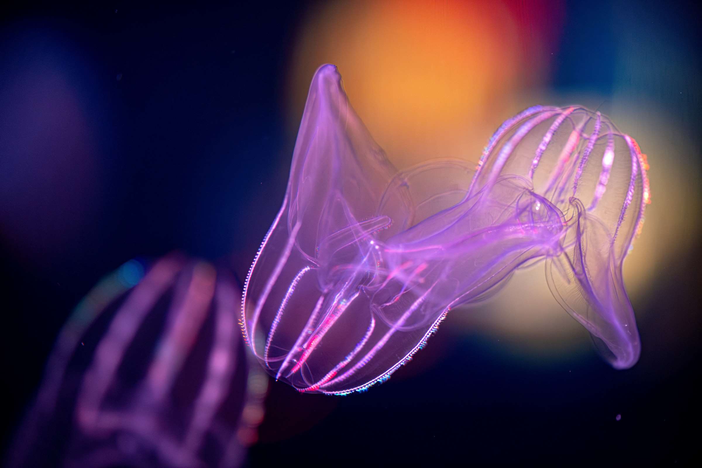 Lobed comb jellies wallpaper from the Monterey Bay Aquarium
