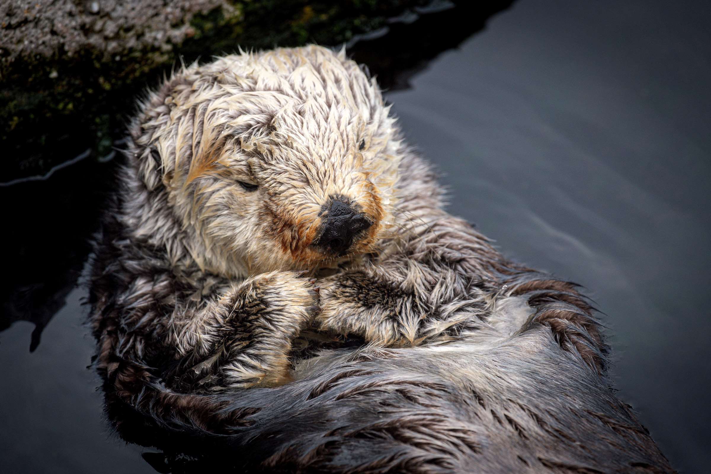 Sea otter Rosa wallpaper from the Monterey Bay Aquarium
