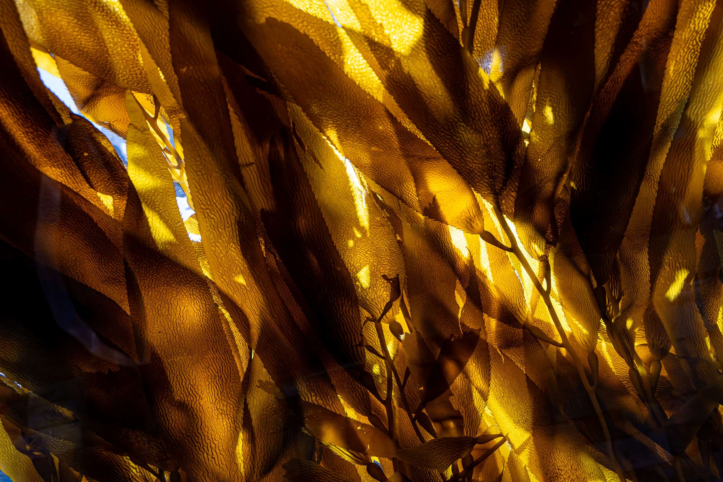 Seaweed wallpaper from the Monterey Bay Aquarium