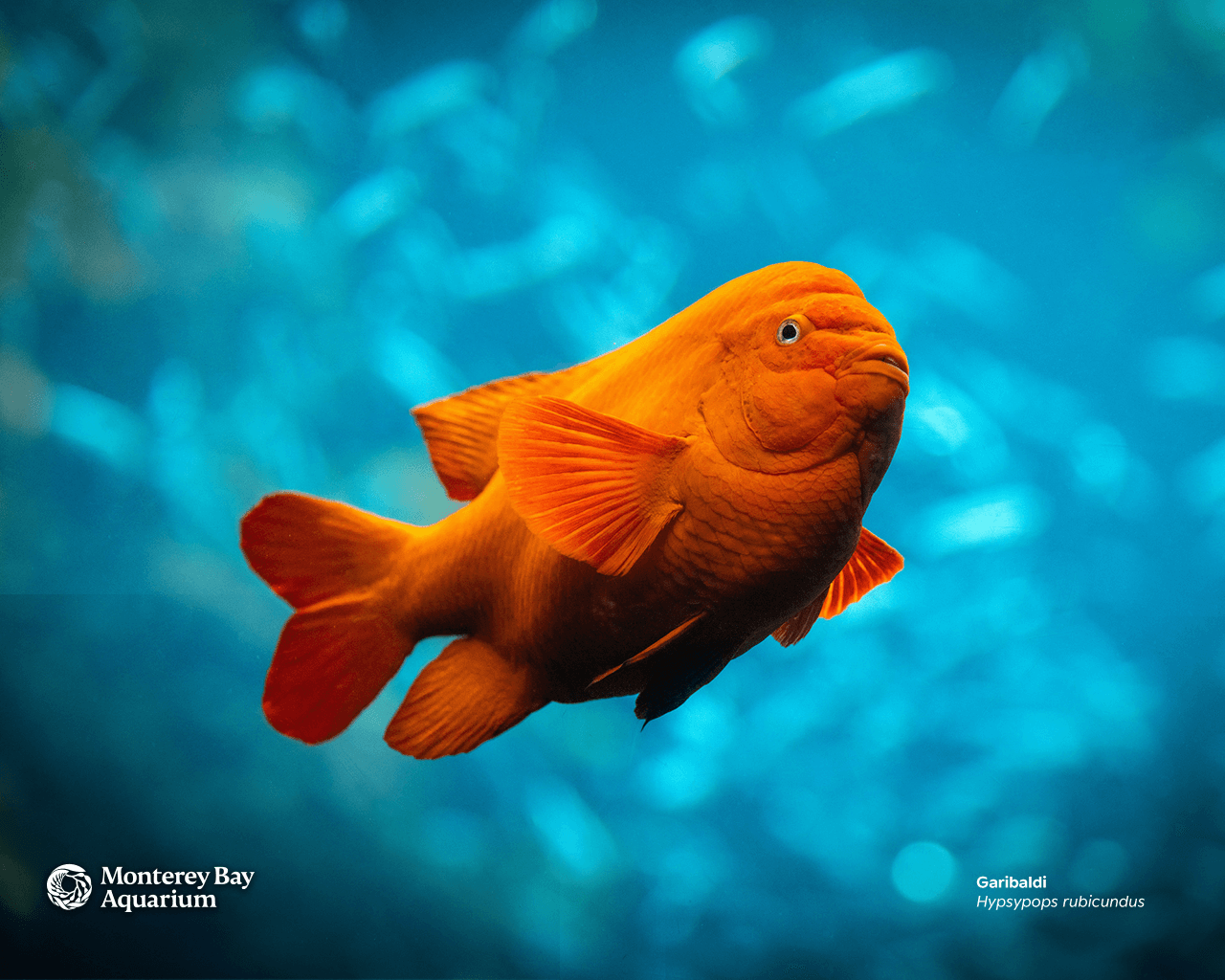 Garibaldi wallpaper from the Monterey Bay Aquarium